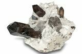 Lustrous Smoky Quartz Crystals on Microcline - Colorado #244506-1